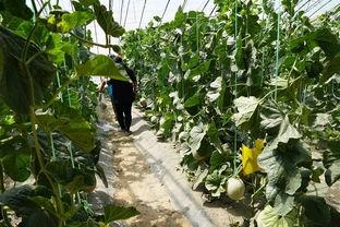 万年县吃瓜视频,揭秘当地特色美食与风土人情