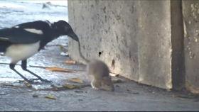 小鸟吃老鼠瓜会死吗视频,小鸟食用老鼠瓜的致命后果